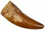 Serrated, Theropod (Deltadromeus?) Tooth - Morocco #341234-1